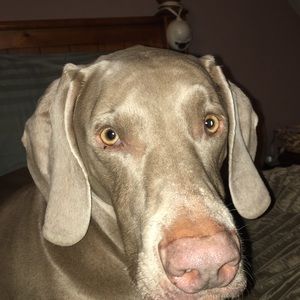 Meet your Posher, Sunni